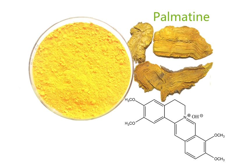Palmatine - Chiết xuất cây Hoàng Đằng